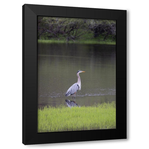 USA-Florida-Sarasota-A grey heron at Myakka River State Park Black Modern Wood Framed Art Print by Looney, Hollice