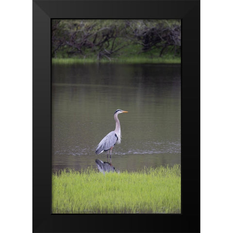 USA-Florida-Sarasota-A grey heron at Myakka River State Park Black Modern Wood Framed Art Print by Looney, Hollice