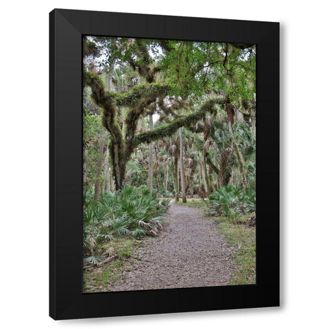 USA-Florida-Sarasota-Myakka River State Park Black Modern Wood Framed Art Print by Looney, Hollice