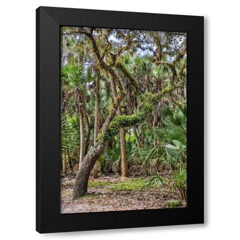 USA-Florida-Sarasota-Myakka River State Park Black Modern Wood Framed Art Print with Double Matting by Looney, Hollice