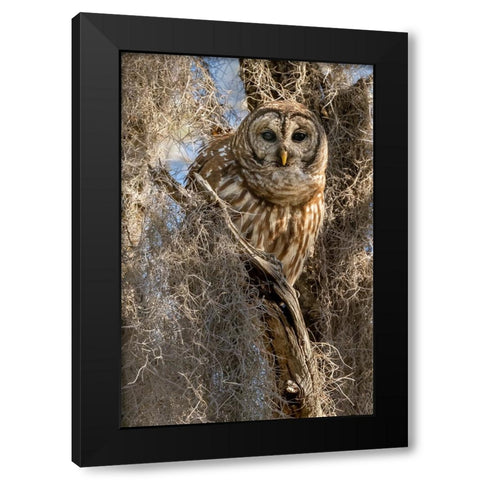 Barred owl- aka hoot owl in tree- Florida- USA Black Modern Wood Framed Art Print by McDonald, Joe and Maryann