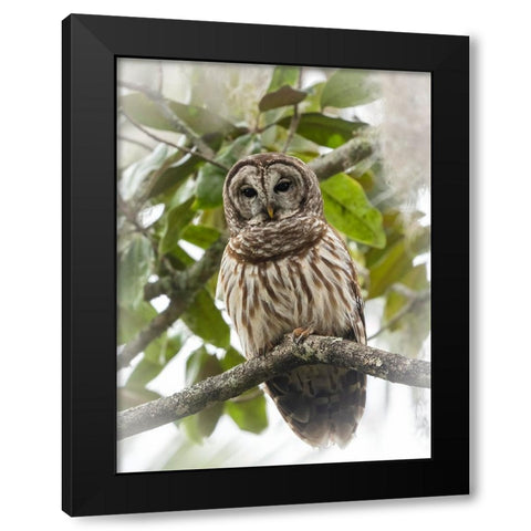 Barred owl- aka hoot owl in tree- Florida- USA Black Modern Wood Framed Art Print by McDonald, Joe and Maryann