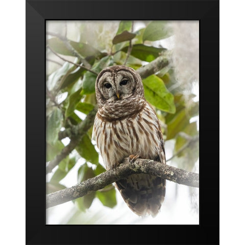 Barred owl- aka hoot owl in tree- Florida- USA Black Modern Wood Framed Art Print by McDonald, Joe and Maryann