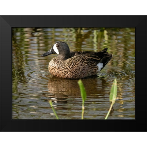 Blue-winged teal- Florida- USA Black Modern Wood Framed Art Print by McDonald, Joe and Maryann