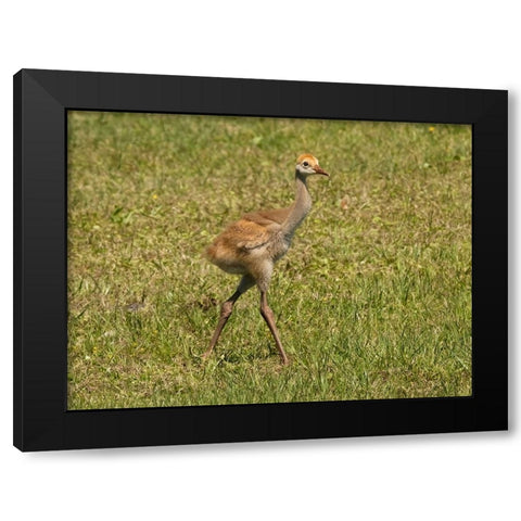 Florida sandhill crane colt- Florida- USA Black Modern Wood Framed Art Print with Double Matting by McDonald, Joe and Maryann