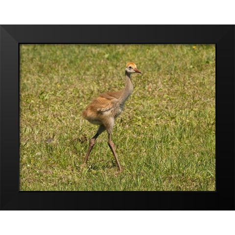 Florida sandhill crane colt- Florida- USA Black Modern Wood Framed Art Print by McDonald, Joe and Maryann