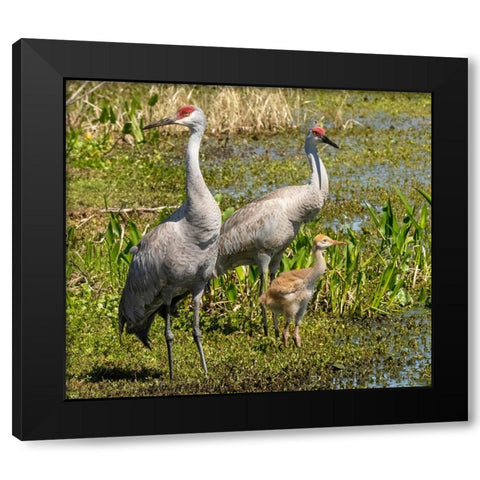 Florida sandhill crane adult with colt- Florida- USA Black Modern Wood Framed Art Print by McDonald, Joe and Maryann