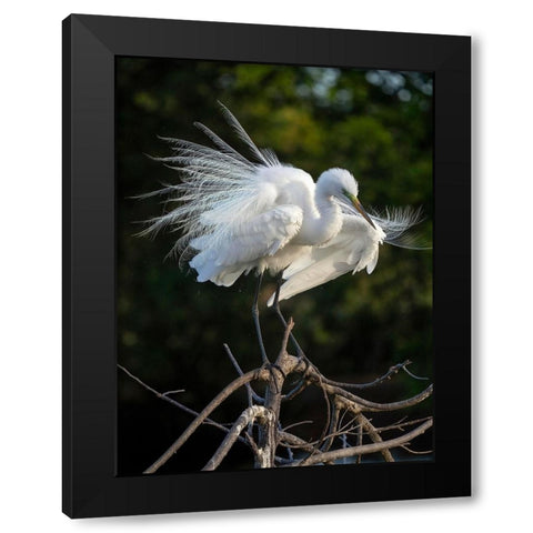 Great Egret- Florida- USA Black Modern Wood Framed Art Print with Double Matting by McDonald, Joe and Maryann