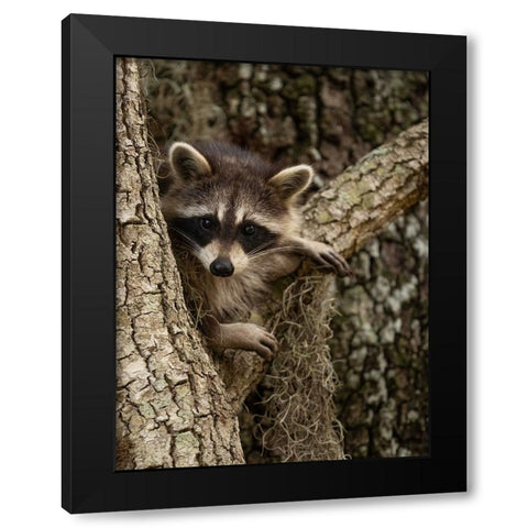 Raccoon- Florida- USA Black Modern Wood Framed Art Print by McDonald, Joe and Maryann