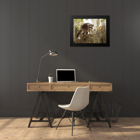 Raccoon- Florida- USA Black Modern Wood Framed Art Print by McDonald, Joe and Maryann