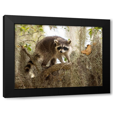 Raccoon- Florida- USA Black Modern Wood Framed Art Print by McDonald, Joe and Maryann