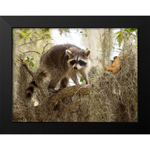 Raccoon- Florida- USA Black Modern Wood Framed Art Print by McDonald, Joe and Maryann
