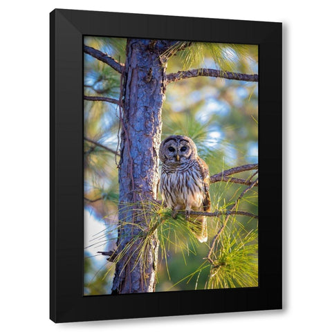 A camouflaged barred owl perches among tree branches during the day Black Modern Wood Framed Art Print with Double Matting by Richardson, Larry