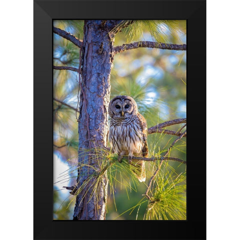 A camouflaged barred owl perches among tree branches during the day Black Modern Wood Framed Art Print by Richardson, Larry