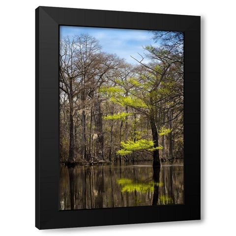 River water moves slowly through a flooded wooded swamp in Florida Cypress leafing out Black Modern Wood Framed Art Print with Double Matting by Richardson, Larry