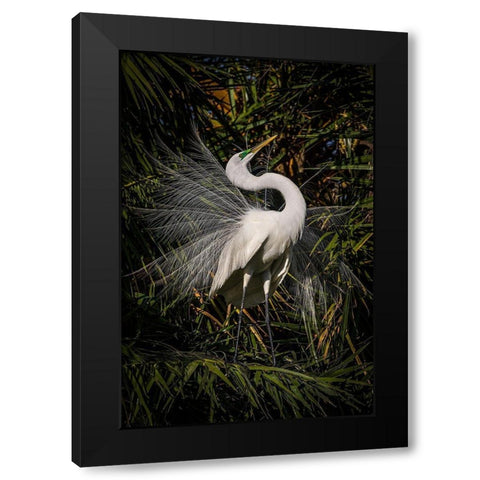 A great egret performs frequent displays using its showy plumage during the breeding season Black Modern Wood Framed Art Print by Richardson, Larry