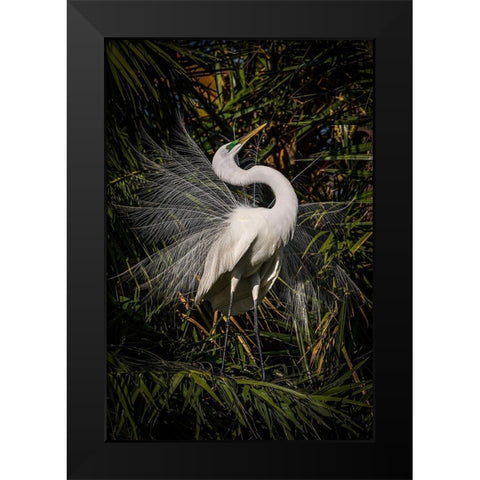 A great egret performs frequent displays using its showy plumage during the breeding season Black Modern Wood Framed Art Print by Richardson, Larry