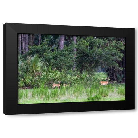 Good habitat white-tailed deer often have twins Black Modern Wood Framed Art Print with Double Matting by Richardson, Larry