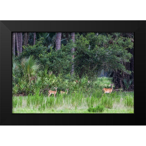 Good habitat white-tailed deer often have twins Black Modern Wood Framed Art Print by Richardson, Larry