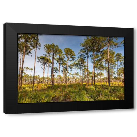 Florida pine forest is maintained by periodic-low intensity fires Black Modern Wood Framed Art Print with Double Matting by Richardson, Larry