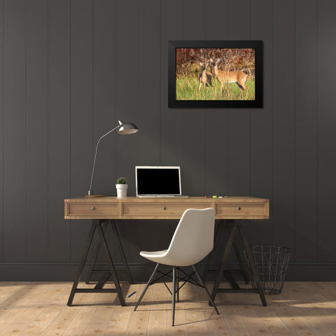 White-tailed deer in prairie-Florida Black Modern Wood Framed Art Print by Richardson, Larry