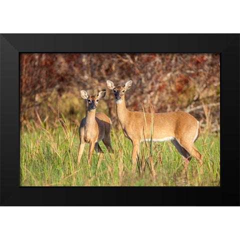 White-tailed deer in prairie-Florida Black Modern Wood Framed Art Print by Richardson, Larry