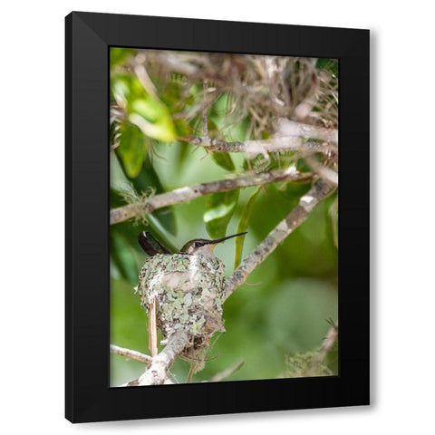 Ruby-throated hummingbird on nest-Florida Black Modern Wood Framed Art Print by Richardson, Larry