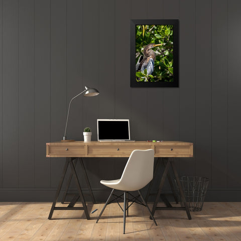 Female anhinga perched on mangrove branch in Florida Black Modern Wood Framed Art Print by Richardson, Larry