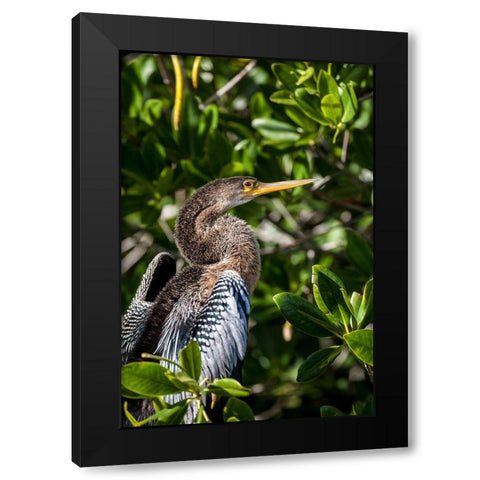 Female anhinga perched on mangrove branch in Florida Black Modern Wood Framed Art Print by Richardson, Larry
