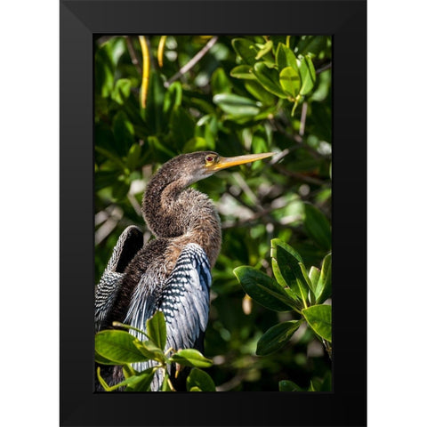 Female anhinga perched on mangrove branch in Florida Black Modern Wood Framed Art Print by Richardson, Larry
