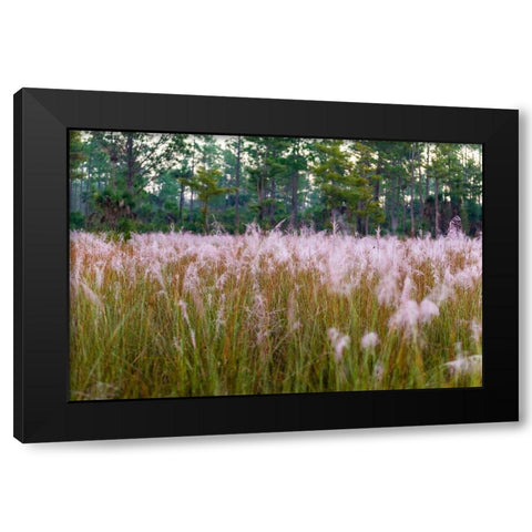 Blooming Muhly grass in a prairie managed by prescribed fire Black Modern Wood Framed Art Print with Double Matting by Richardson, Larry