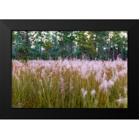 Blooming Muhly grass in a prairie managed by prescribed fire Black Modern Wood Framed Art Print by Richardson, Larry