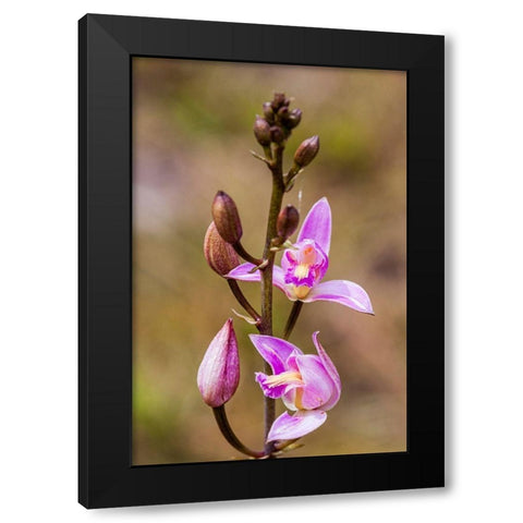 Pine Pink orchid in bloom Black Modern Wood Framed Art Print with Double Matting by Richardson, Larry