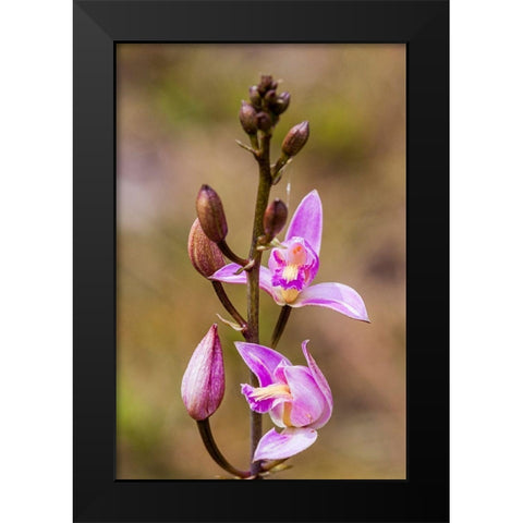 Pine Pink orchid in bloom Black Modern Wood Framed Art Print by Richardson, Larry
