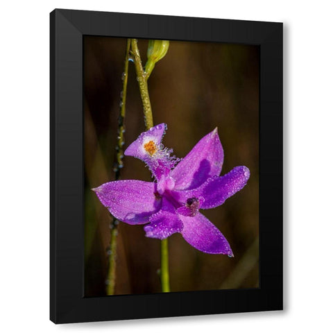 Grass Pink orchids grow in a South Florida prairie Black Modern Wood Framed Art Print by Richardson, Larry