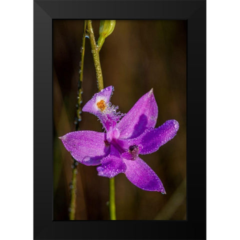 Grass Pink orchids grow in a South Florida prairie Black Modern Wood Framed Art Print by Richardson, Larry