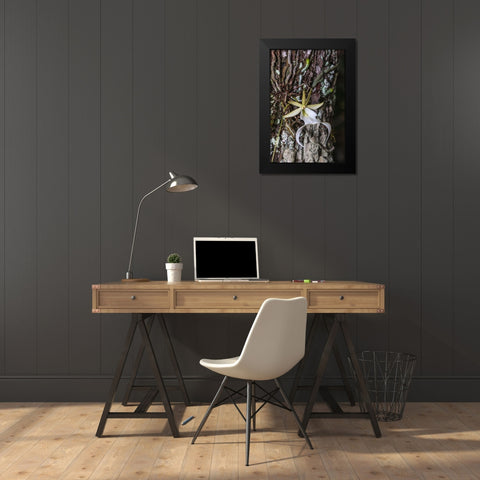 Rare ghost orchid only grows in swamps in South Florida Black Modern Wood Framed Art Print by Richardson, Larry