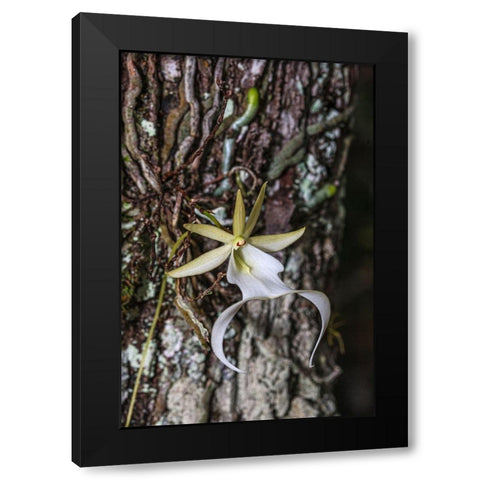 Rare ghost orchid only grows in swamps in South Florida Black Modern Wood Framed Art Print by Richardson, Larry