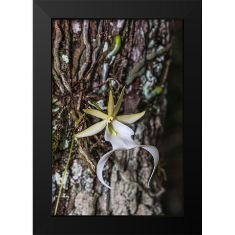 Rare ghost orchid only grows in swamps in South Florida Black Modern Wood Framed Art Print by Richardson, Larry