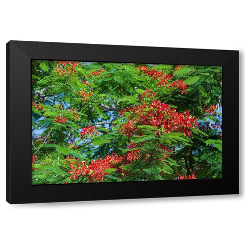 Royal Poinciana tree produces beautiful red flowers Black Modern Wood Framed Art Print by Richardson, Larry