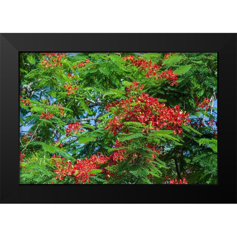 Royal Poinciana tree produces beautiful red flowers Black Modern Wood Framed Art Print by Richardson, Larry