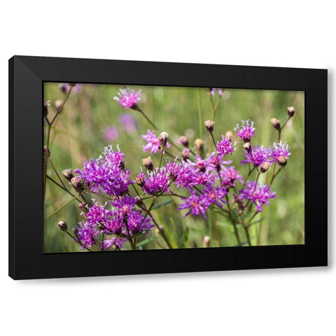 Florida ironweed Black Modern Wood Framed Art Print by Richardson, Larry