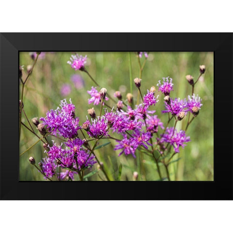 Florida ironweed Black Modern Wood Framed Art Print by Richardson, Larry