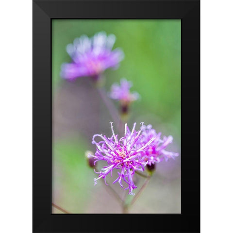 Florida ironweed Black Modern Wood Framed Art Print by Richardson, Larry