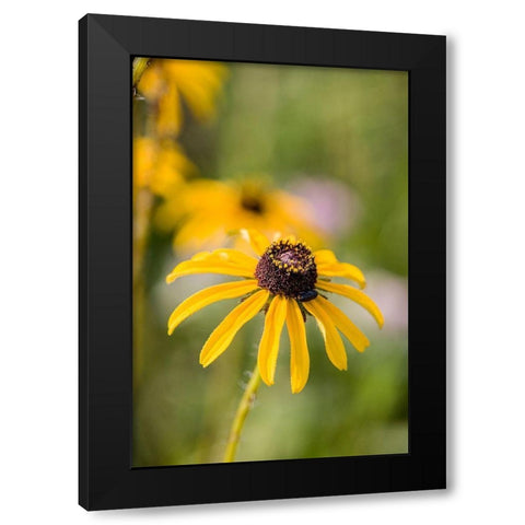 Black-eyed Susan blooms Black Modern Wood Framed Art Print by Richardson, Larry