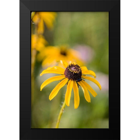 Black-eyed Susan blooms Black Modern Wood Framed Art Print by Richardson, Larry