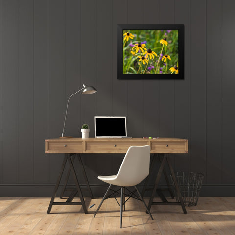 Black-eyed Susan blooms Black Modern Wood Framed Art Print by Richardson, Larry