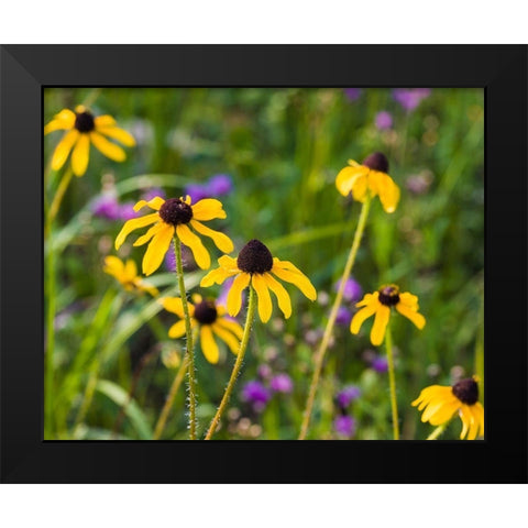 Black-eyed Susan blooms Black Modern Wood Framed Art Print by Richardson, Larry
