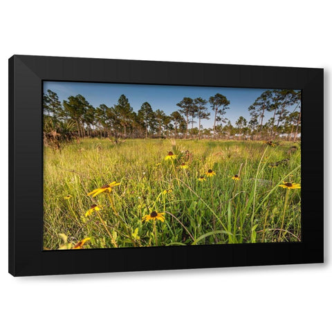 Black-eyed Susan blooms Black Modern Wood Framed Art Print by Richardson, Larry