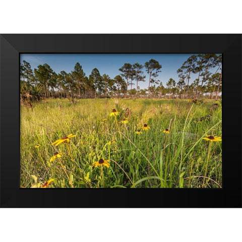 Black-eyed Susan blooms Black Modern Wood Framed Art Print by Richardson, Larry